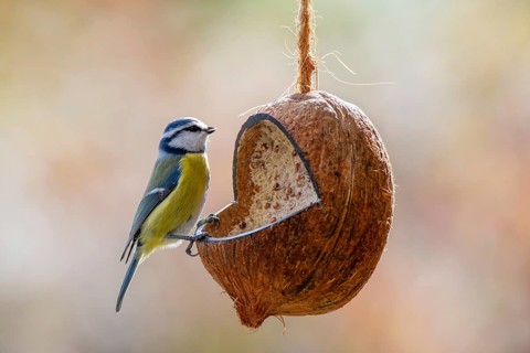 Blue tit