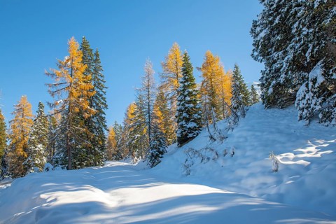Forest path to Kotalm Mittelleger in snow in late autumn