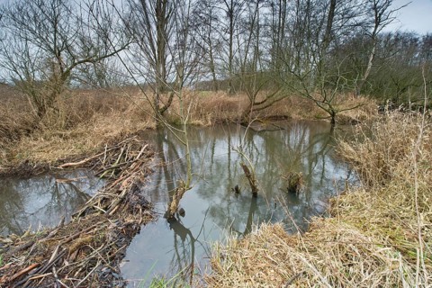 Beaver lodge with dam