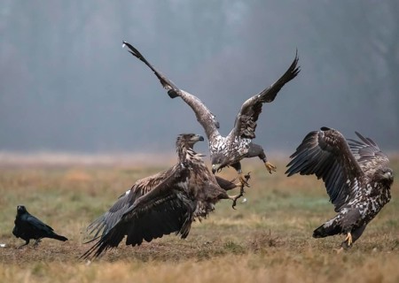 White-tailed eagle