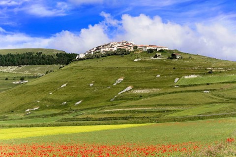 Meadows