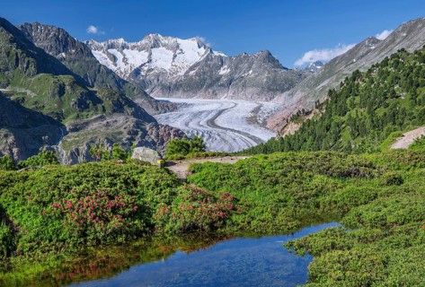 Small mountain lake with flowering alpine roses in front of the Aletsch glacier with Wannenhorn 3906m
