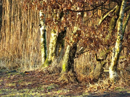 Birch group