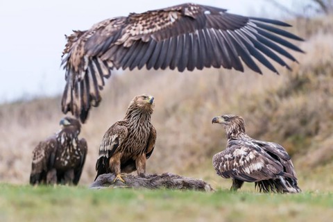 White-tailed eagle
