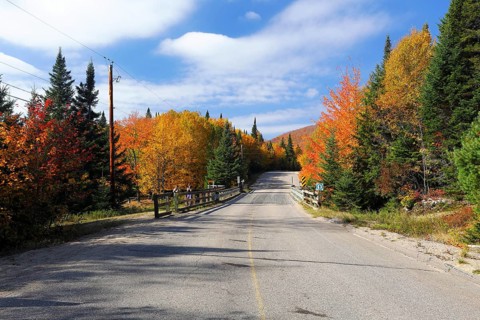 Road in a forest