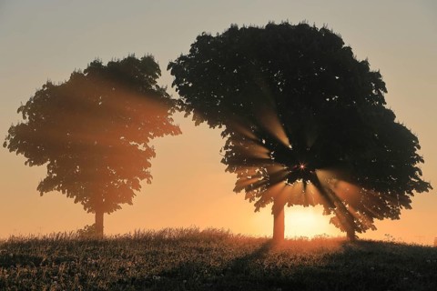 Sunbeams penetrate tree