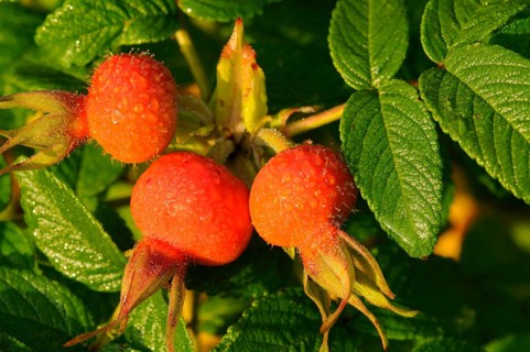 Rugosa rose