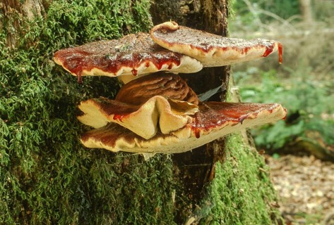 Beefsteak fungus