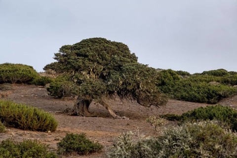 Juniper trees at sunset