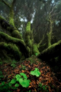 Moss-covered trees in laurel forest
