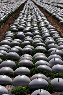 Rows of lettuce covered with plastic caps