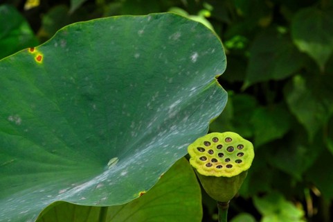 Lotus leaf with seed pod