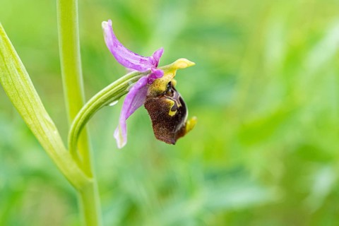 Late spider-orchid