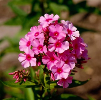 Grosser Staudenphlox