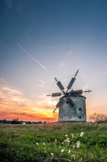 The Old Windmill of Tes at sunset with marguerites