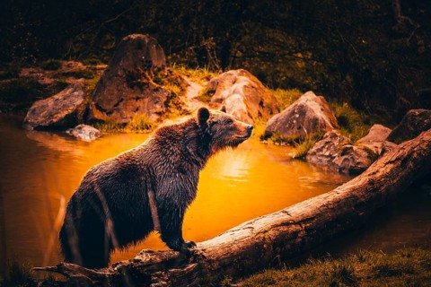 Bear in the zoo near Weilburg