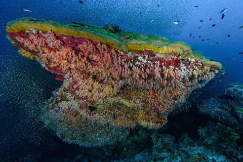 Coral block of mountain coral