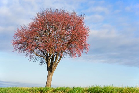 Deciduous tree