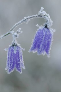 Harebell