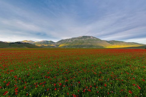 Blooming on plateau Piano Grande