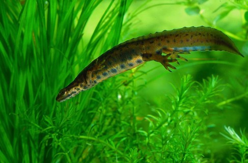 Common newt