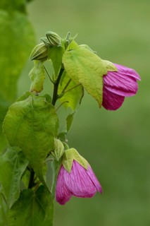 Bell mallow Abutilon Abutilon x hybridum Flower Bloom Ellerstadt Germany Germany