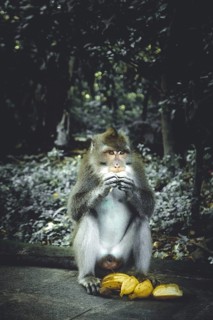 Monkey is bananas