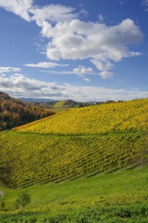 Autumn vineyards