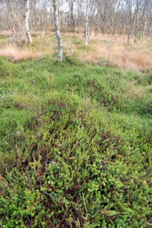 Black crowberry