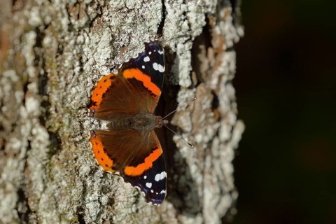 Red admiral