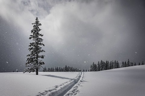 Snow-covered mountain landscape with trees in winter during snowfall