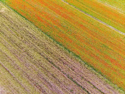 Aerial view of Piano Grande di Castelluccio di Norcia