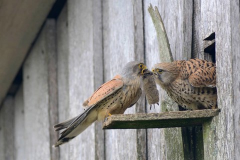 Common kestrels