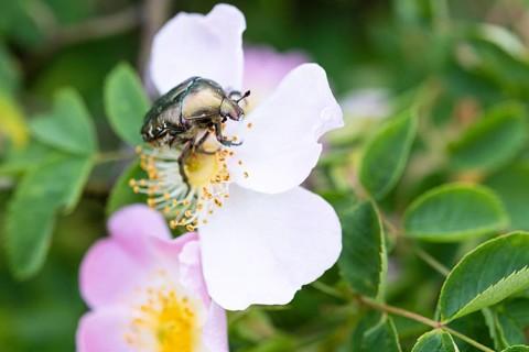 Bracken chafer
