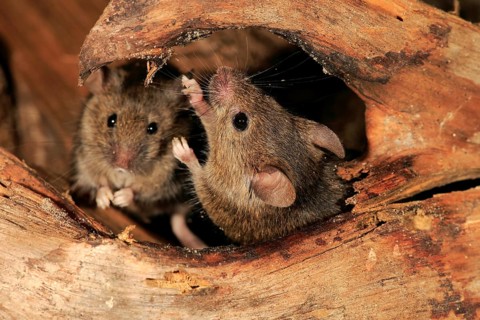 House Mice