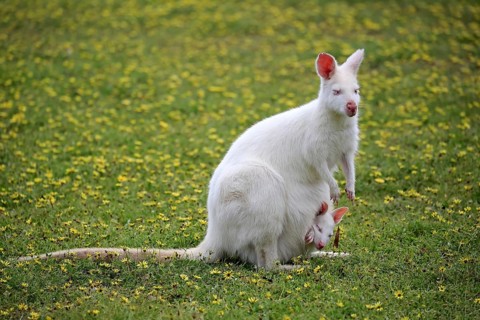 Bennett Wallaby