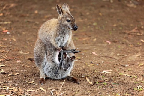 Bennett Wallaby