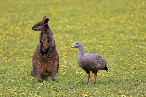 Cape Barren Goose