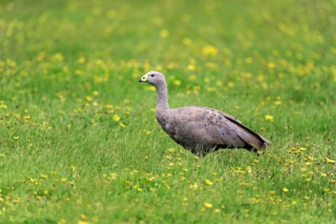 Cape Barren Goose