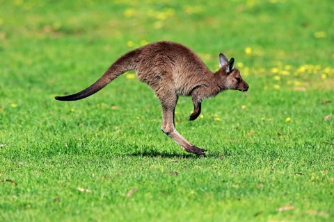 Kangaroo Island Kangaroo