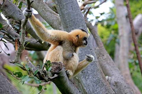 Northern white-cheeked gibbon