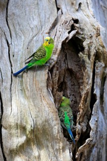 Budgerigar