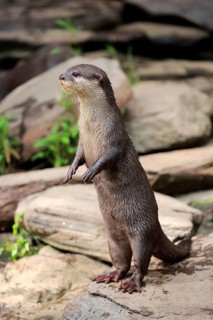 Oriental small clawed Otter