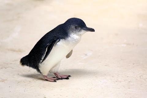 Little penguin