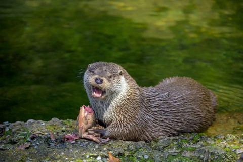European otter
