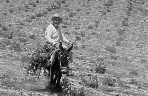 Laughing man on donkey riding across field