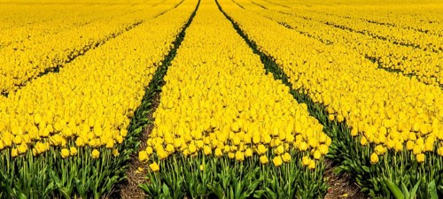 Flowering tulip fields