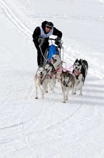 Musher with sled dog team