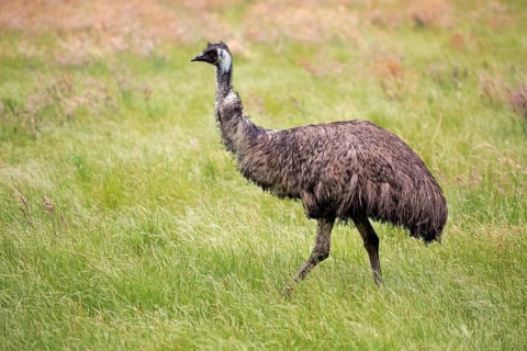 Emu