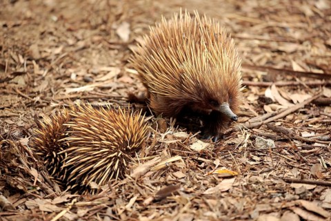 Short-beaked Echidna